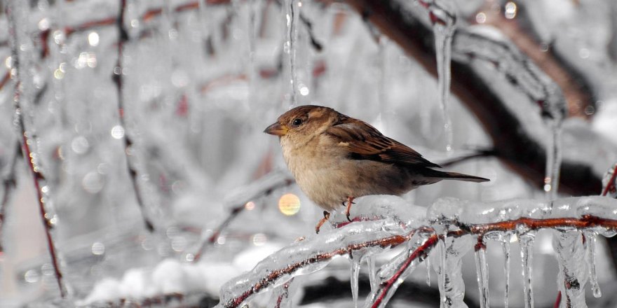 Meteorolojiden 5 il için buzlanma ve don uyarısı