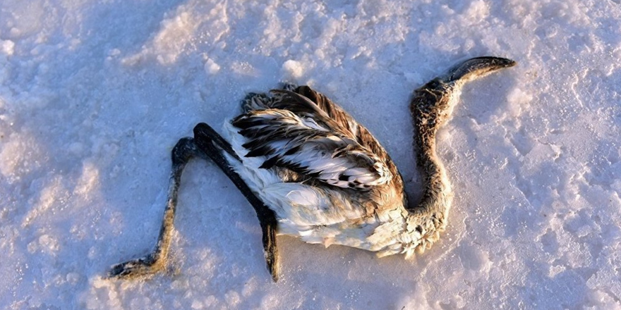 Tuz Gölü'nde çok sayıda yavru flamingo yaşamını yitirdi