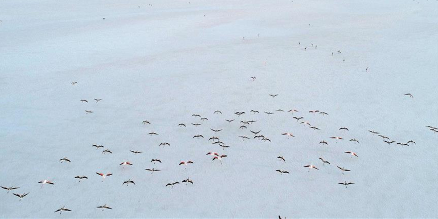 Bakanlıktan flamingo ölümlerine ilişkin açıklama