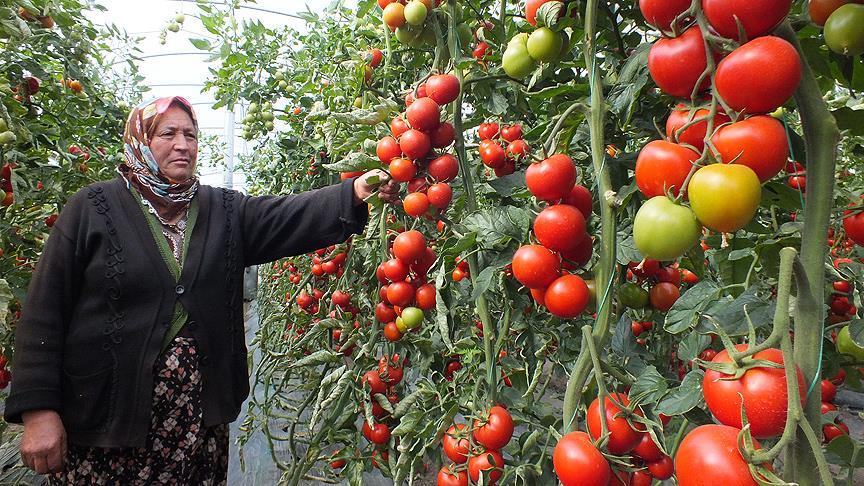 Akşam: Yerli ve milli patates Nahita, dünyaya açılıyor Akşam: Yerli ve milli patates Nahita, dünyaya açılıyor