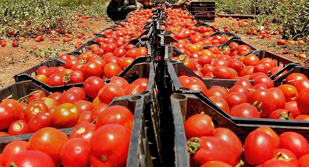 Rusya, 60 tona yakın domatesi Türkiye'ye geri gönderdi