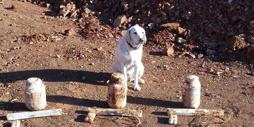 Bitlis'te 3 el yapımı patlayıcı imha edildi