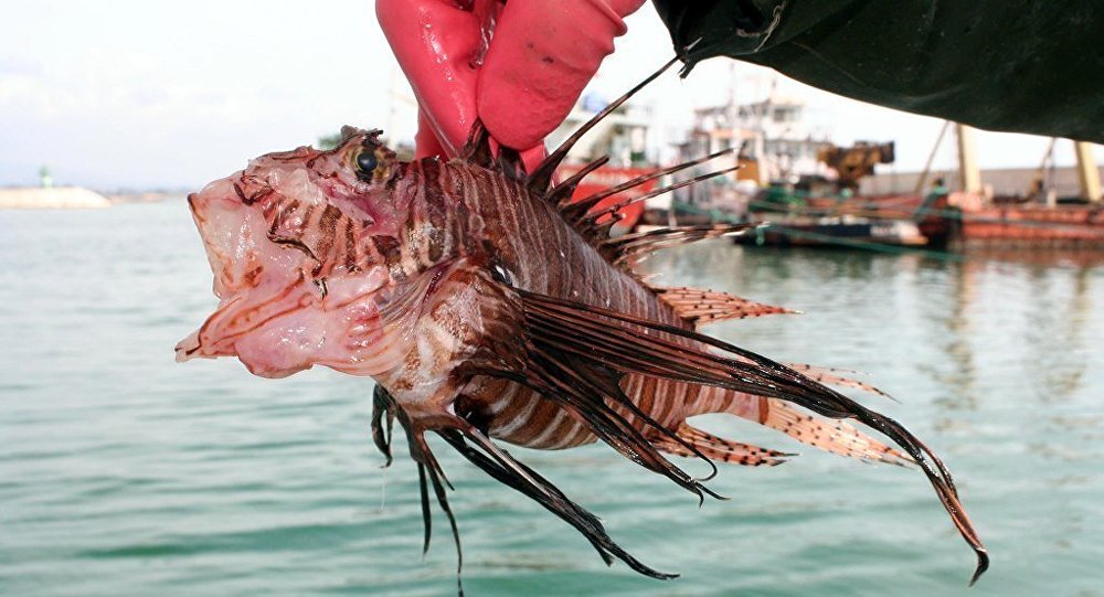 Mersin'de zehirli aslan balığı yakalandı