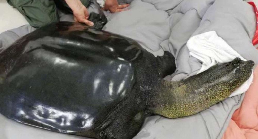 Bilinen son dişi Yangtze kamplumbağası öldü