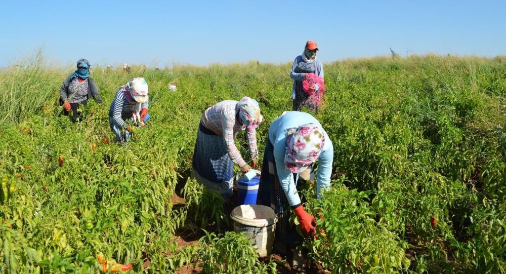 Tarımda üretim maliyeti yüzde 27 arttı