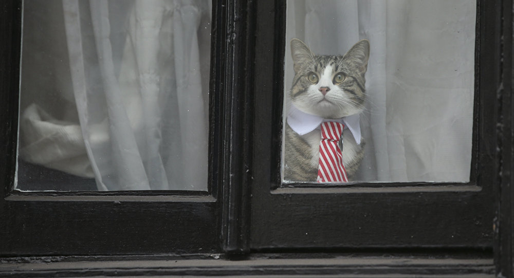 Assange'dan sonra bu kez kedi James 'casuslukla' suçlandı, WikiLeaks tepki gösterdi