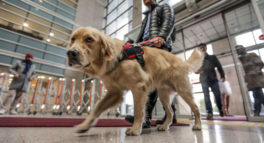 Türkiye'de 250 görme engelli, rehber köpek bekliyor