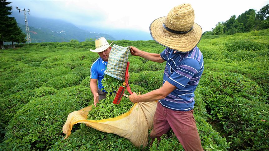 Çay üreticisine budama desteği bugün ödenecek