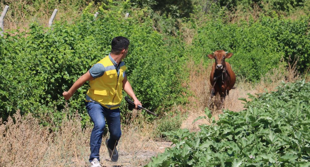 Et ve Süt Kurumu, yetiştiricilerin elinde kalan kurbanlıkları satın alacak