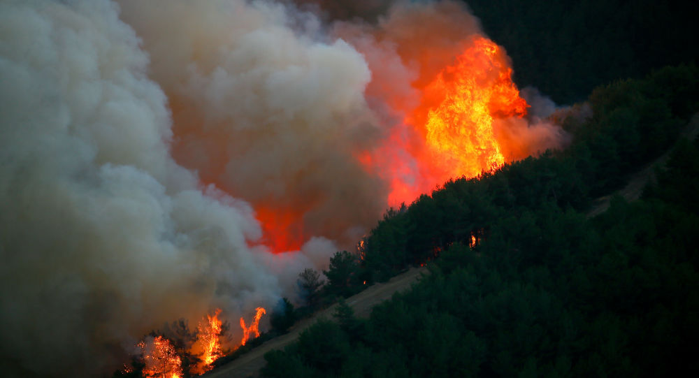 Pakdemirli: İzmir'deki orman yangınını kontrol altına aldık