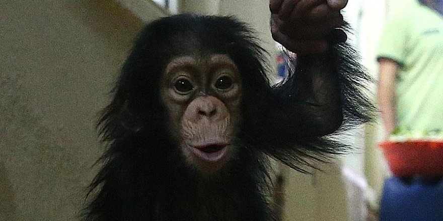 Çinli bilim adamları maymun klonladı