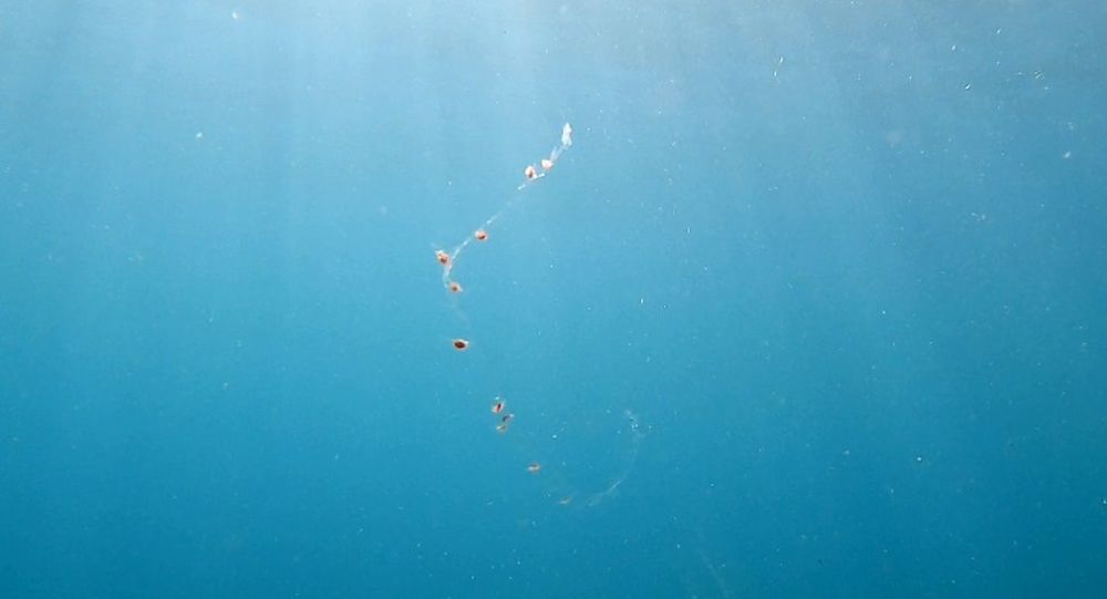 Antalya'da denizde 'elektrik akımına' kapıldıklarını sandılar: Knidi olduğu ortaya çıktı