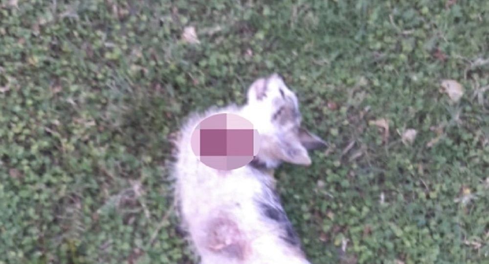 Hatay'da vahşet: 4 bacağı kesilmiş ölü kedi bulundu