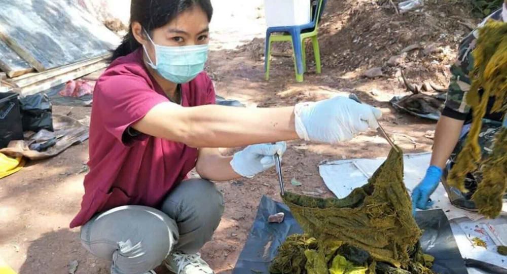 Tayland'da ölü bulunan geyiğin midesinden 7 kilo çöp ve plastik çıktı