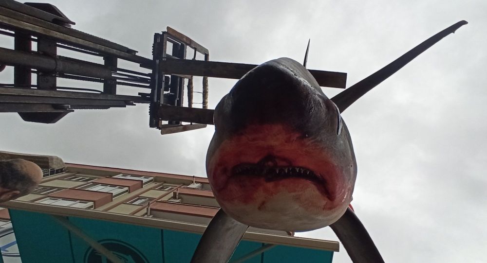 Bursa'da balıkçıların ağına 200 kiloluk köpek balığı takıldı