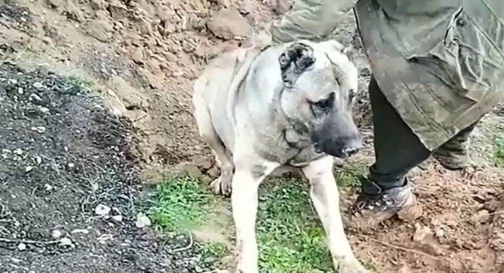 Zehirlenerek gömüldüğü iddia edilen köpeğin sahibi serbest bırakıldı