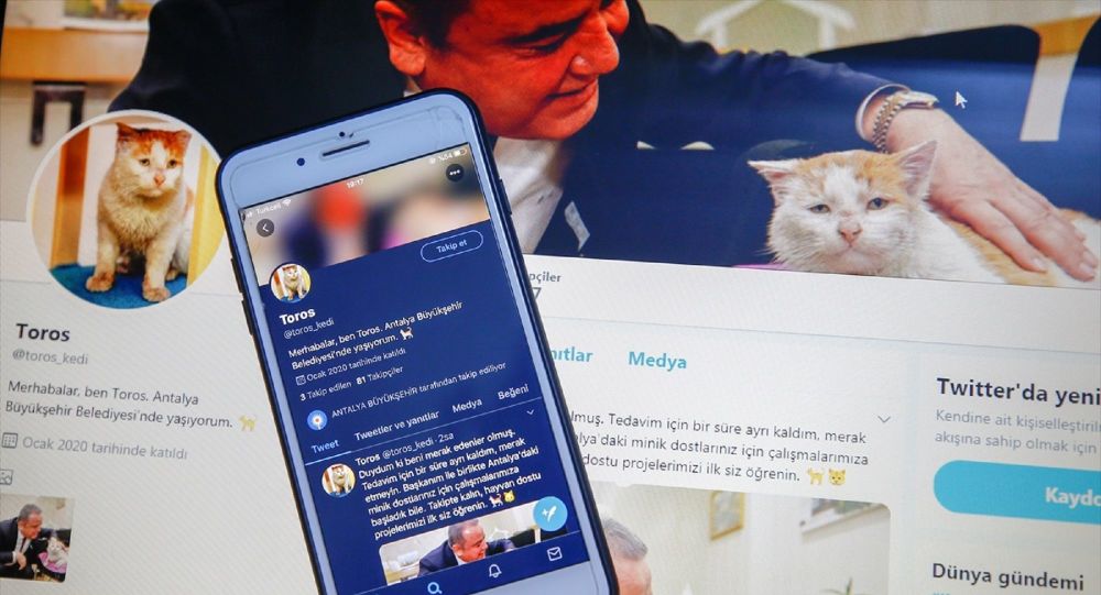 Enkaz altından çıkarılan kedi ‘Toros’ için Twitter hesabı açıldı