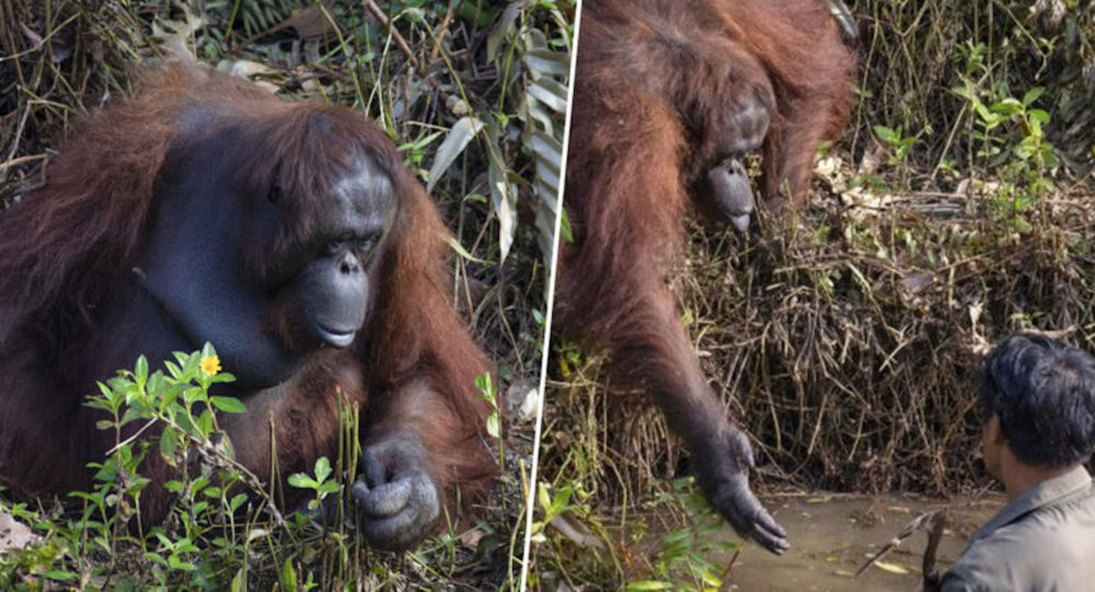 Orangutan, nehirde çalışan görevliye yardım eli uzattı