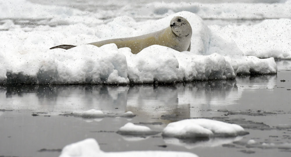 Antarktika'da sıcaklık 20.7 dereceye yükselerek rekor kırdı
