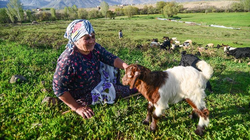 Tunceli'de baharın müjdecisi oğlak ve kuzular meraları şenlendirdi