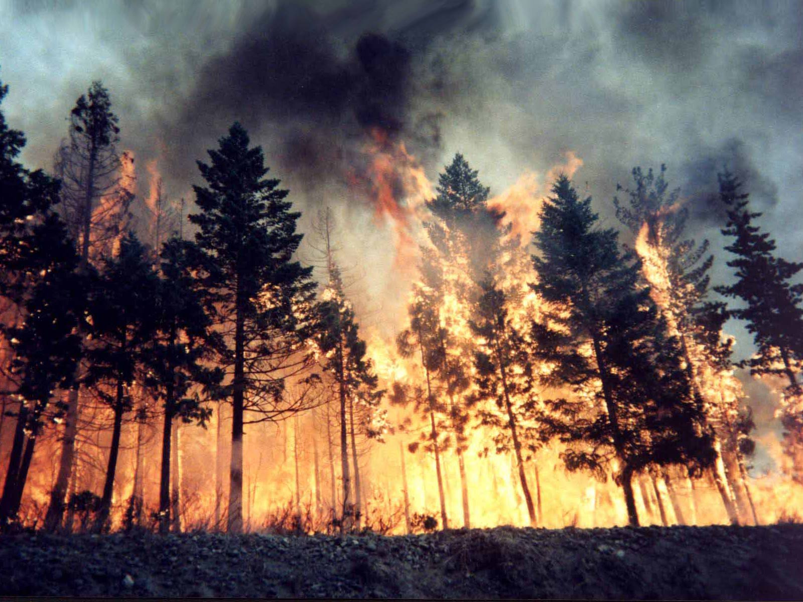 İstanbul'da orman yangını! Çok sayıda itfaiye bölgede