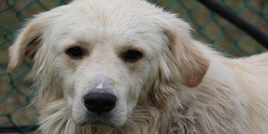 Samsun'da kanseri koklayarak teşhis edecek köpekler yetiştirilecek